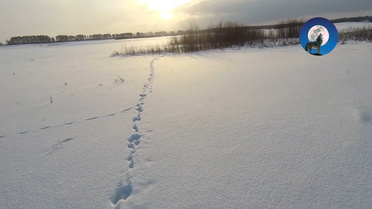 ОХОТА НА ЗАЙЦА В ОДИНОЧКУ * ПЕРВЫЙ БЕЛЯК В 2023 *