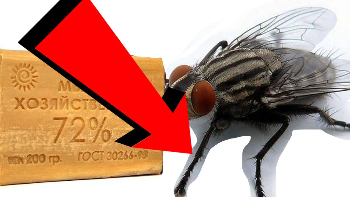 Как избавиться от мух за 3 секунды!!.!!.!!.!!.!!.