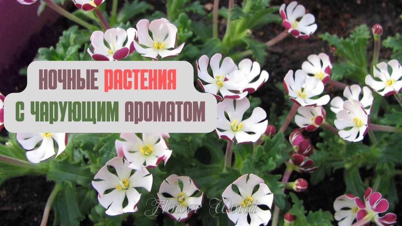 Ночные растения с чарующим ароматом.💐