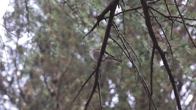 АРТЕК TV - 2017_ Открытия юных орнитологов в _Артеке_.mp4