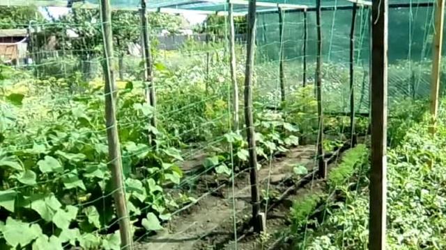 Домик для огурцов и помидоров.mp4