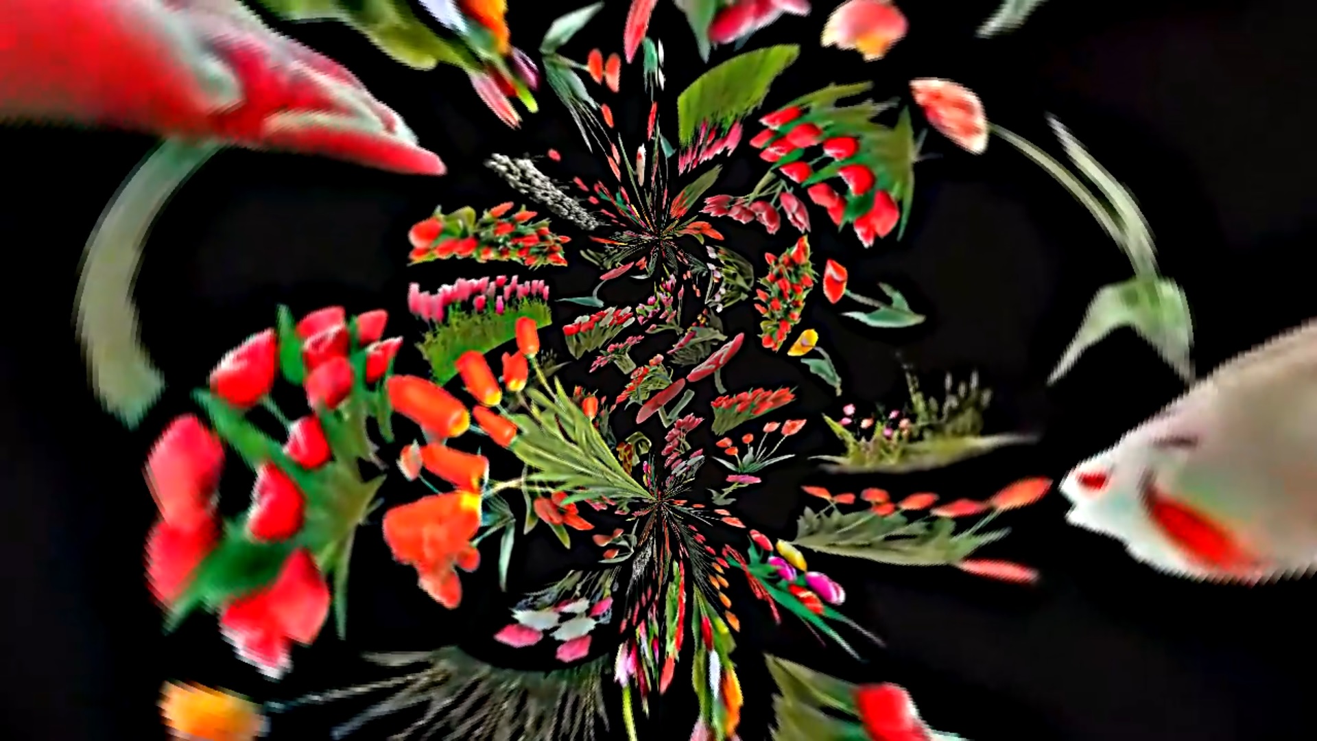 Футажи! Комплект Футажей Планета тюльпанов 10 от Киностудии Мудрого Кота Тимофея!