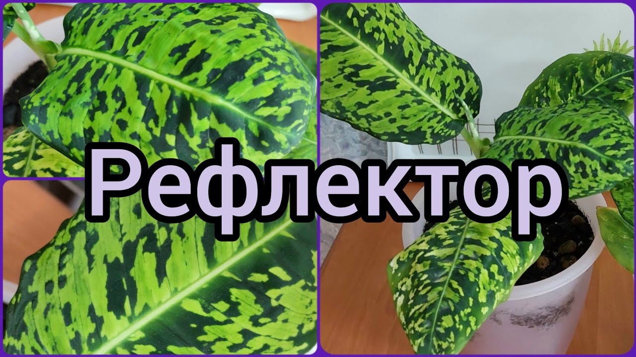 #Диффенбахия Рефлектор?О совместных посадках?Наблюдения, выводы, исправление? #цветы #растения