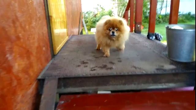 Моя собачка.