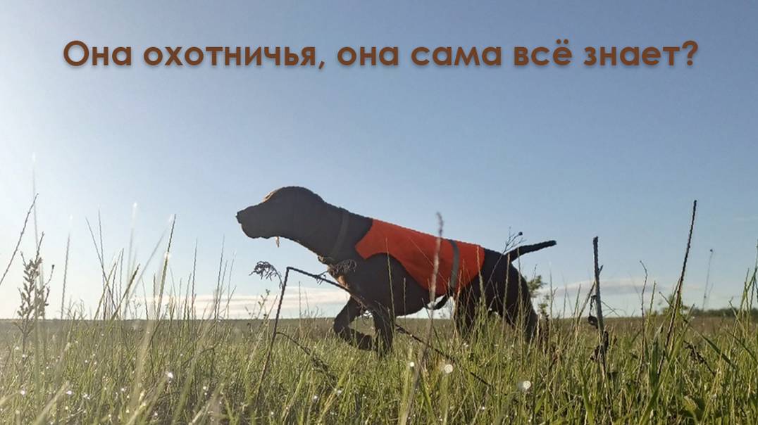 Ясмина - работы по перепелу.