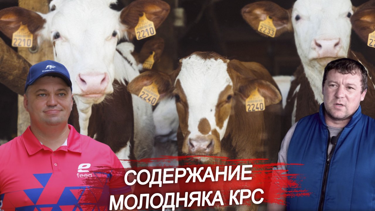 Здоровый молодняк. Как вырастить молодняк КРС? Сохранение поголовья. Крупный рогатый скот.