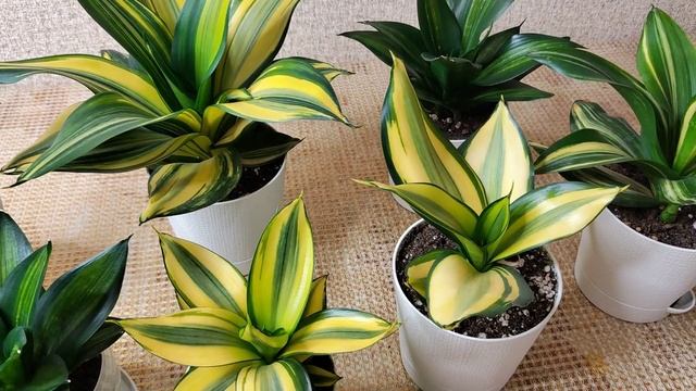 Сансевиерия Грин Мулд. Мои Красавицы.