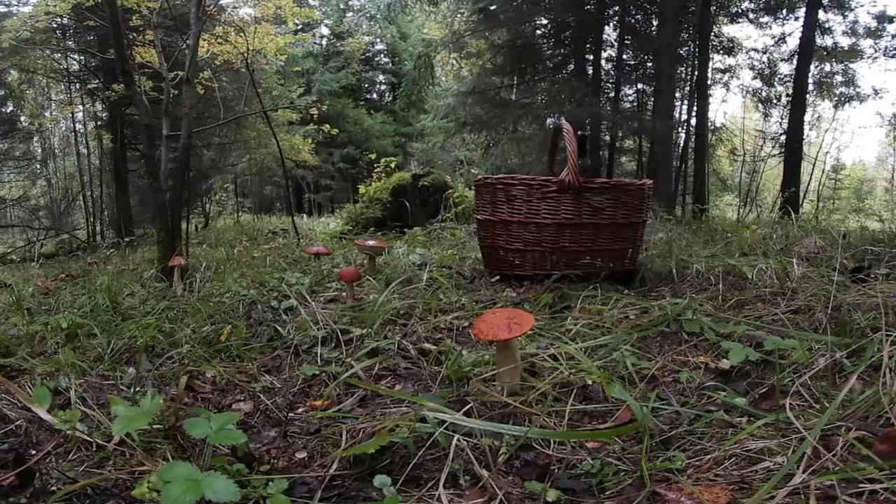 Samsung Gear 360 - mushrooms by Actiondirector