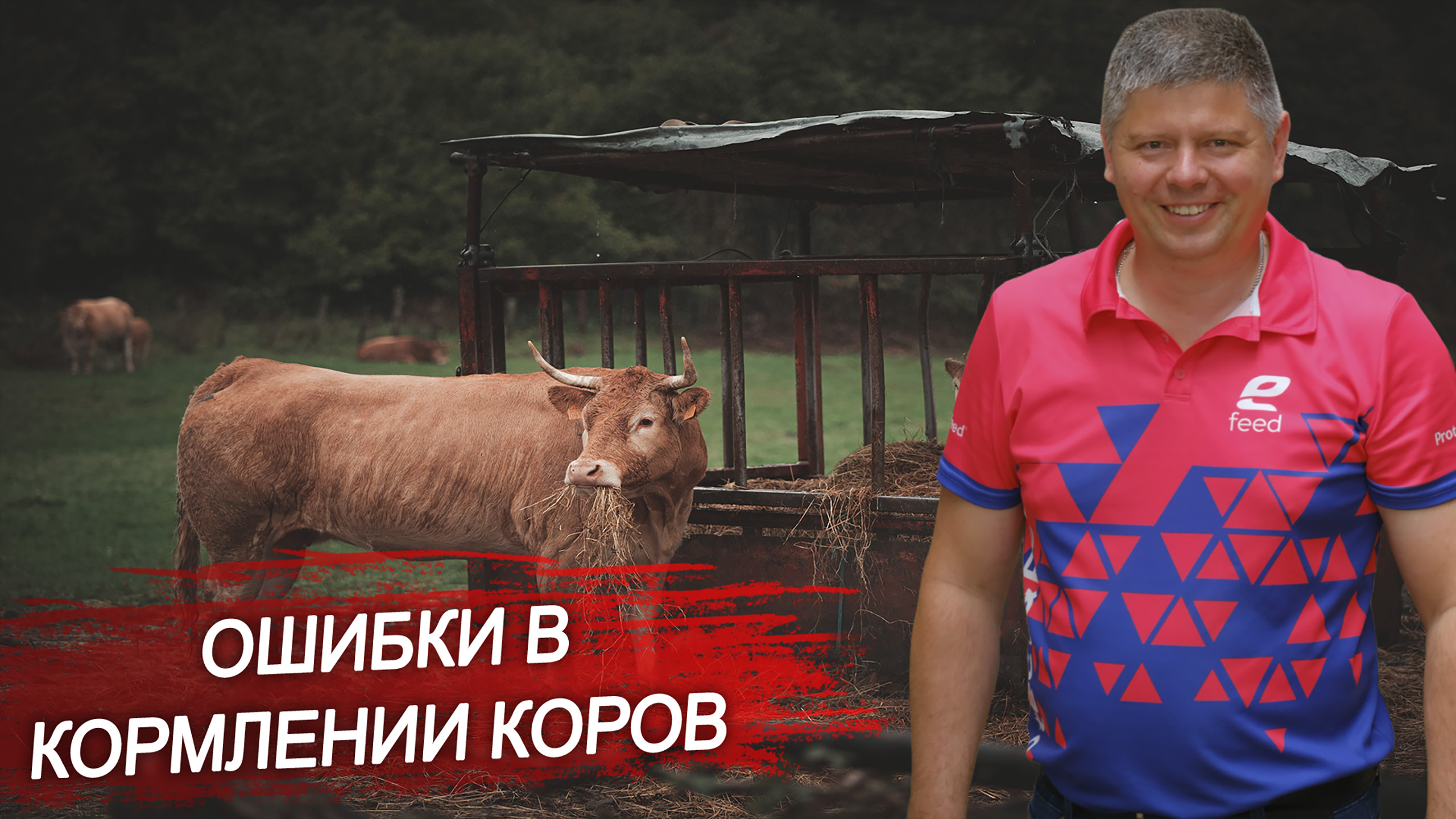 Какие ошибки чаще всего совершают при подборе рациона для коров? Кормление и рацион КРС.
