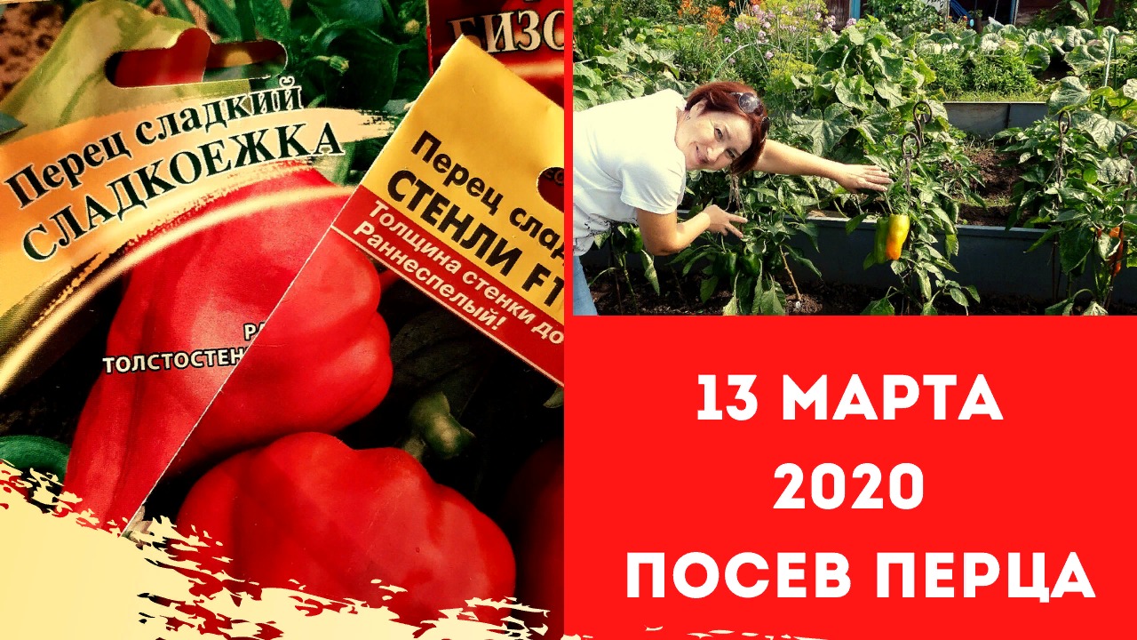 Посев перца на рассаду. Сезон 2020.