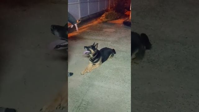 ???? Команда Кувырок Выполнять не хочет????