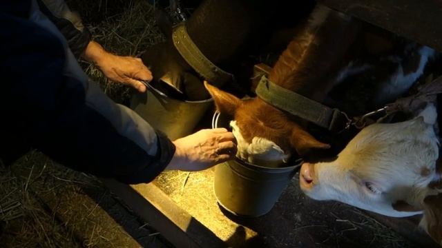 Из телят молочного периода в молодых бычков. Как вырастить бычков? Фермер Александр Тюково.