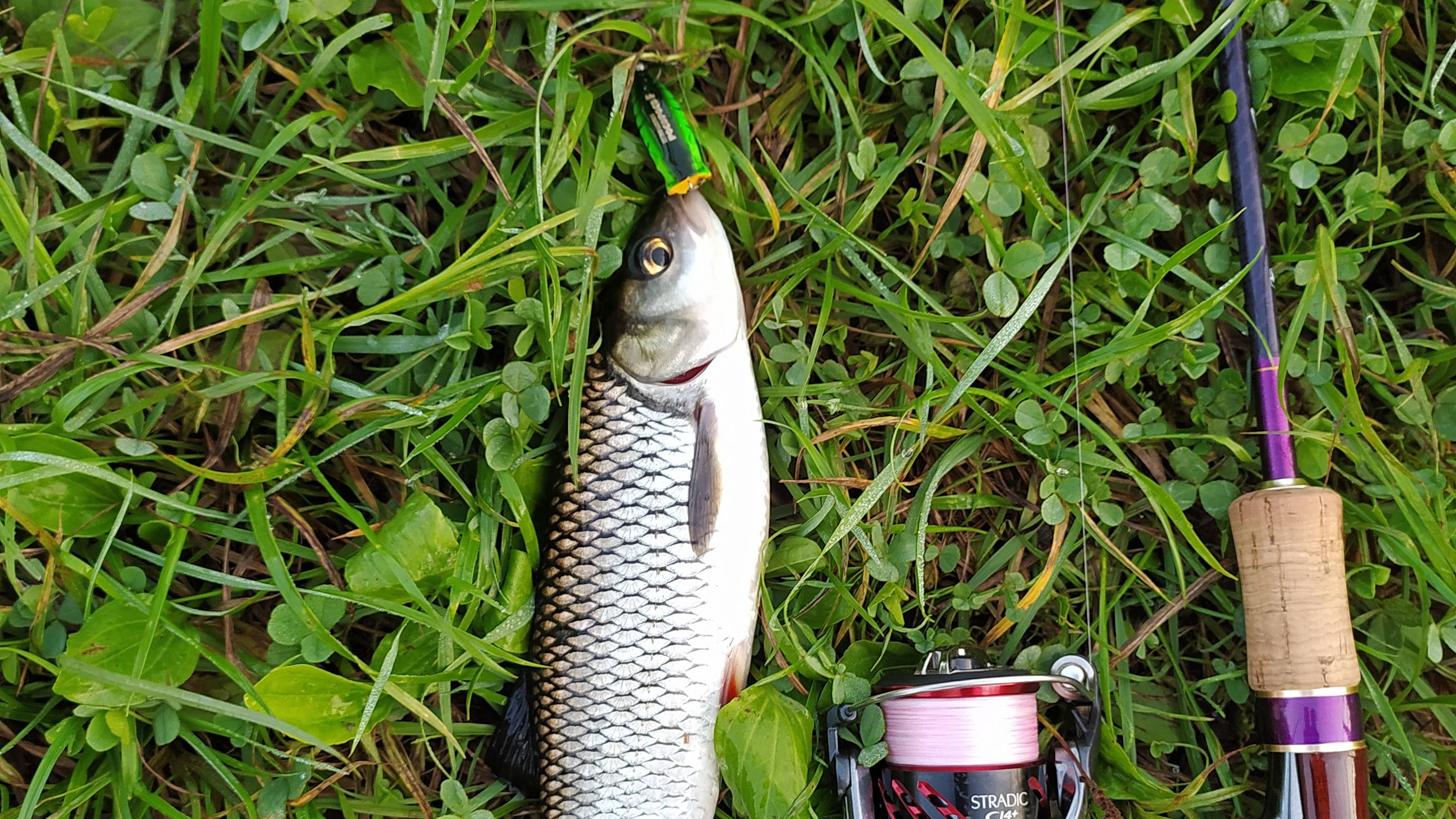 ДЕСНА. Топвотеры и тараканы под занавес августа