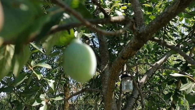 первый плод на привое алычи к сливе.