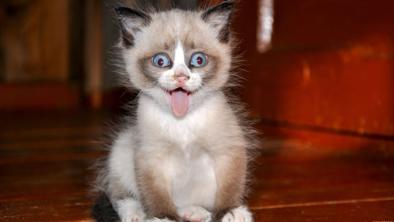 Коты  помощники приколы  | Подборка забавных котов-помощников