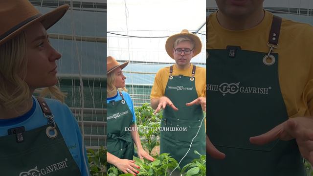 ПОЧЕМУ У ПЕРЦА ОПАДАЮТ ЦВЕТКИ И ЗАВЯЗИ?