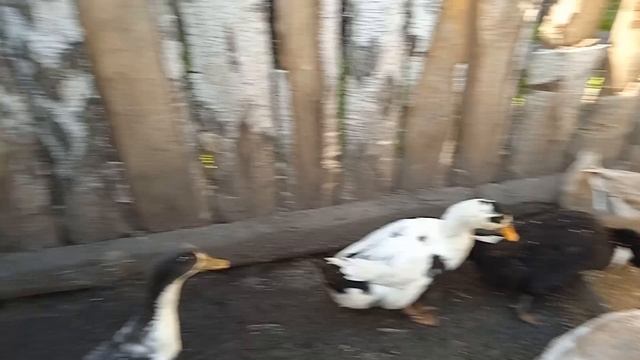 Я только таким кормом откармливаю уток