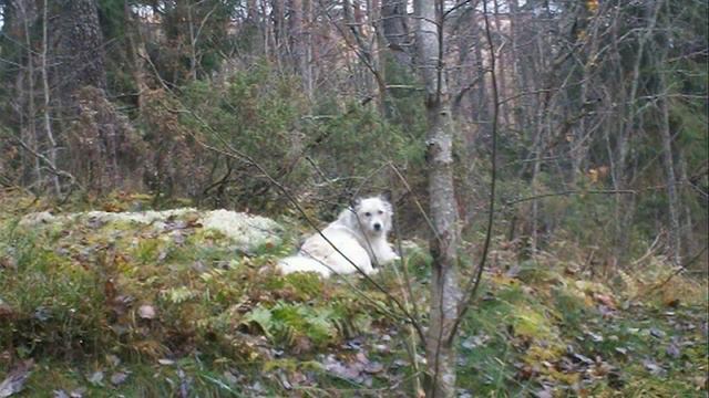 Моя Карелия. Путешествие.  природа.