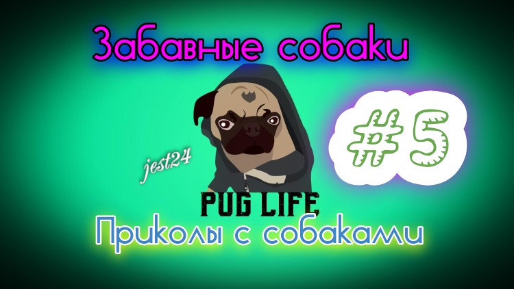 Забавные собаки / Приколы с собаками #5