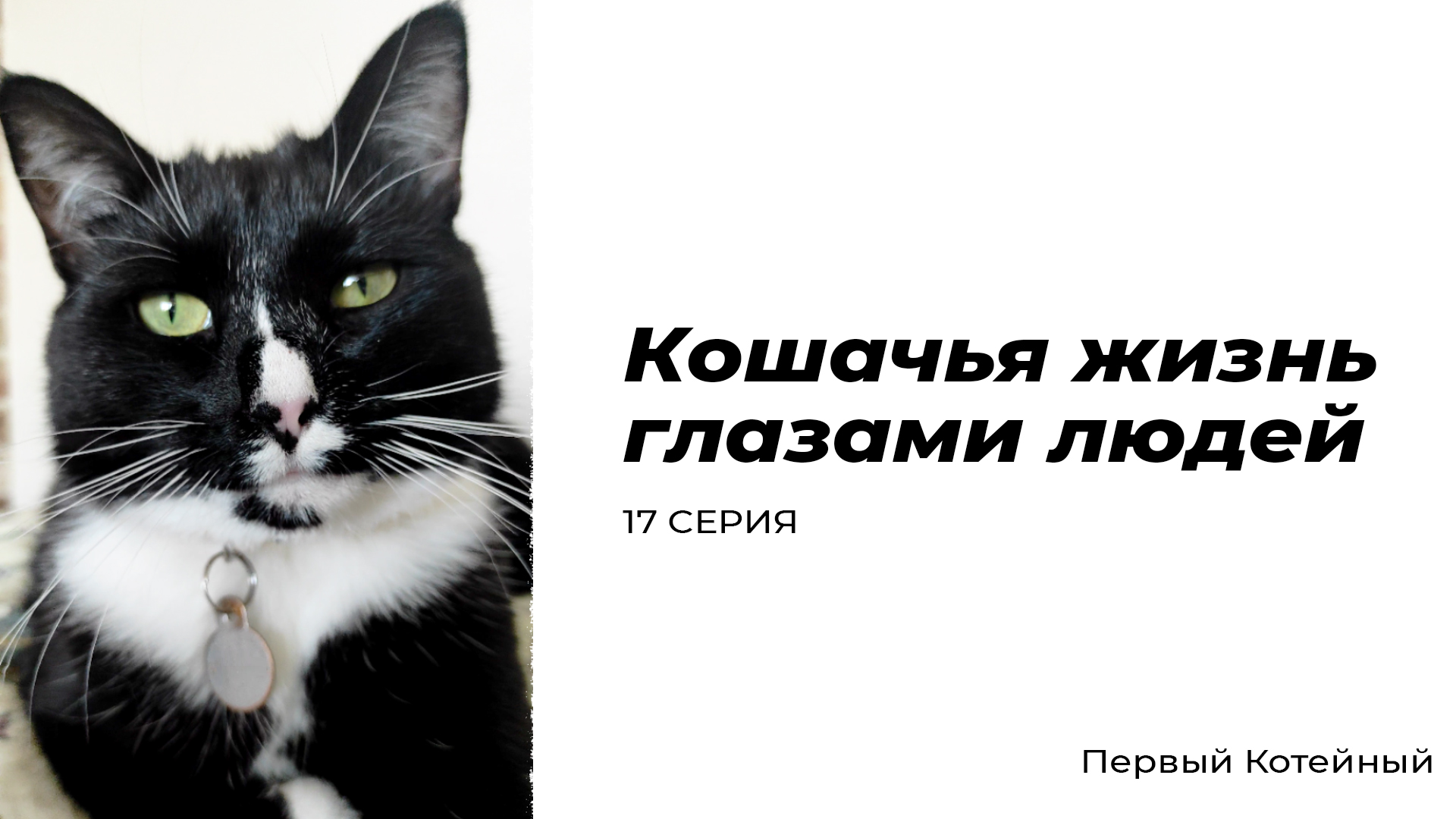 Кошачья жизнь глазами людей — 17 СЕРИЯ