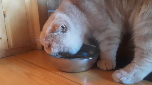 Котика жажда замучила.