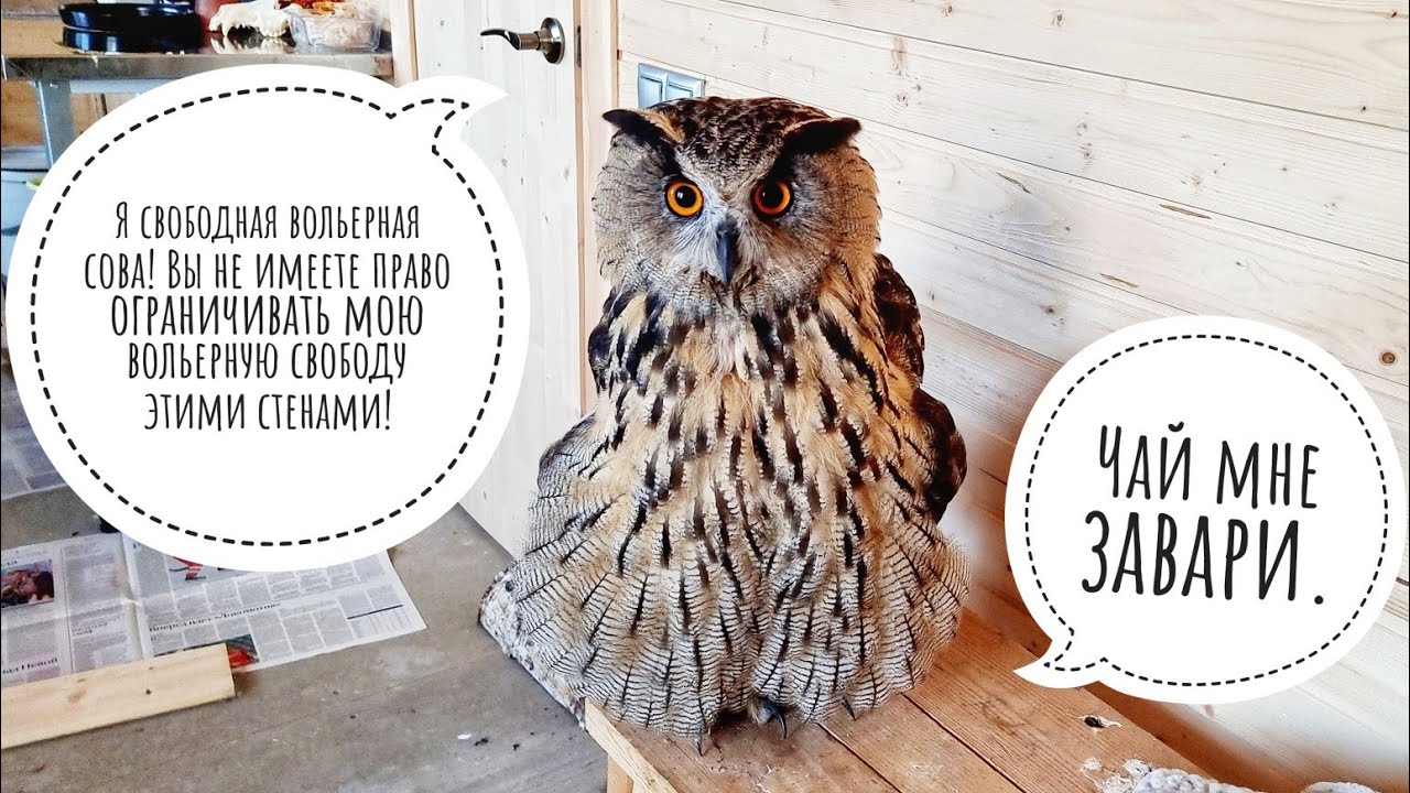Филин Ёль снова в совешне. Оставили сове уютную обстановочку