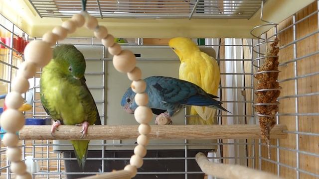 Желтый первым начинает познавать мир