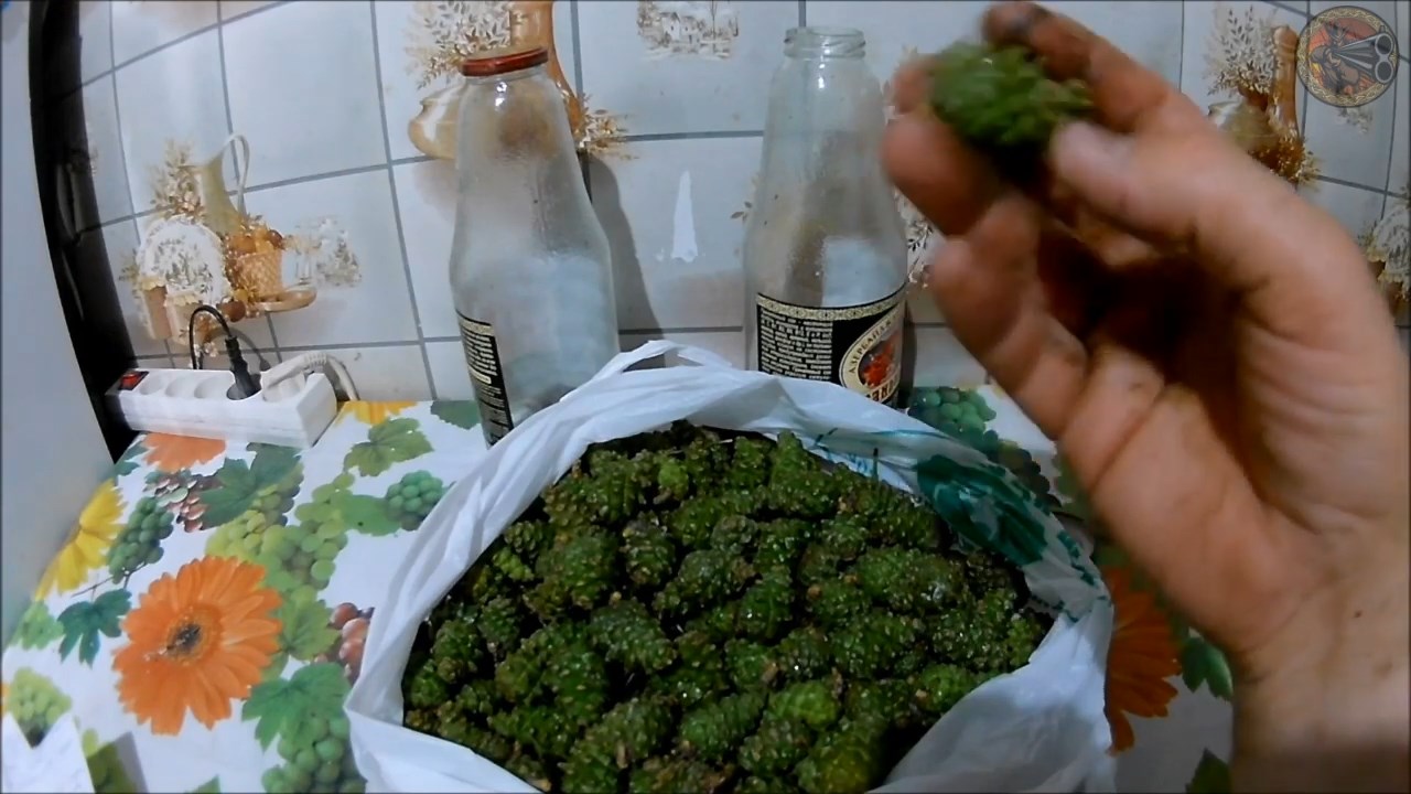 Настойка на сосновых шишках (Будни охотника и рыбака)