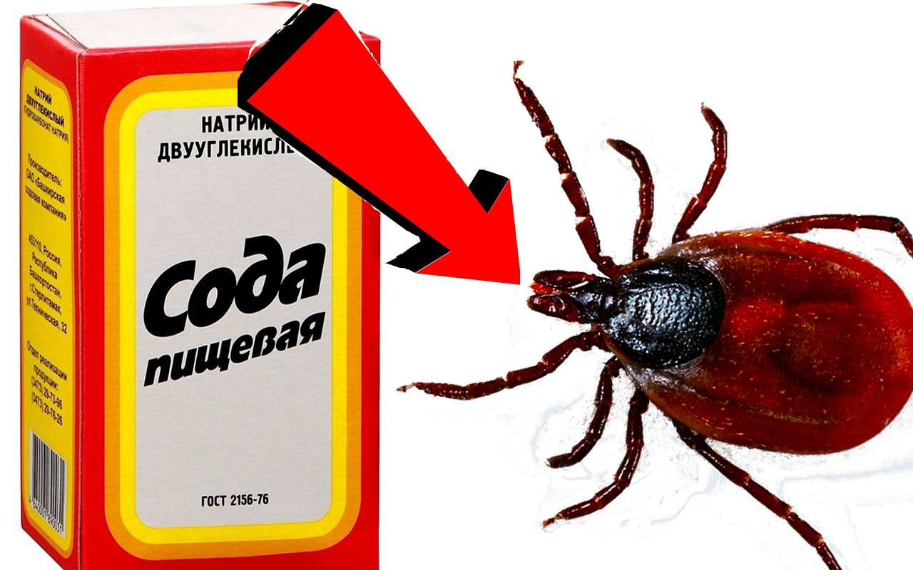 Как избавиться от клеща за 5 Секунд!