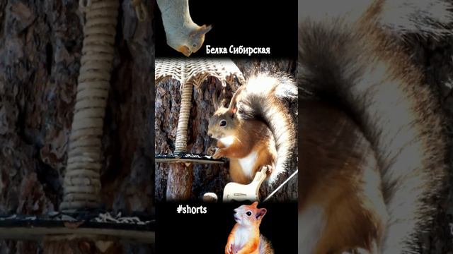 Белка под зонтиком хорошо смотрится