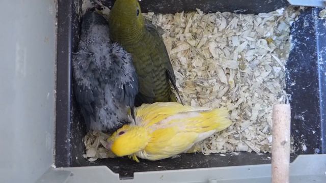 Птенцам 31 день