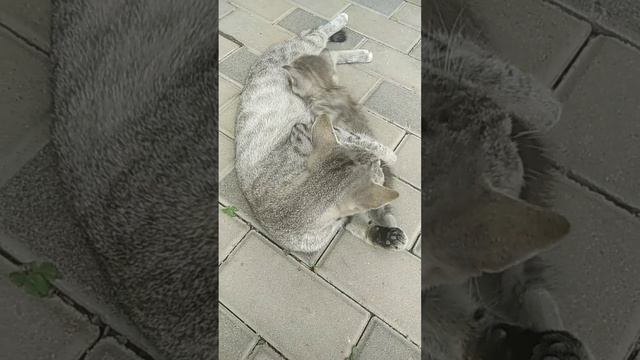 Перед едой обязательно умываемся ??