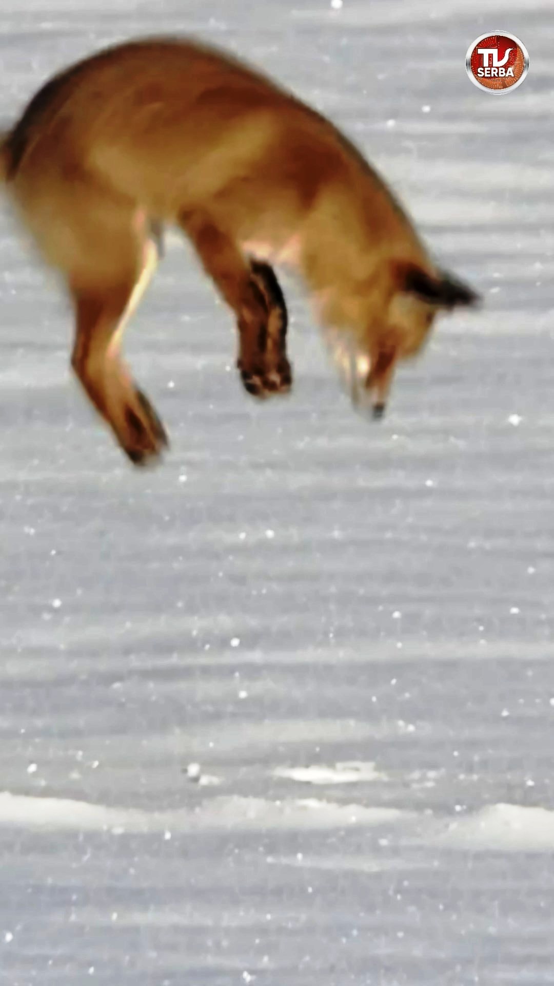 Лиса зимой ловит мышей под снегом  / СербаТВ ?