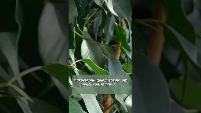 Факт про Фикус 🌱