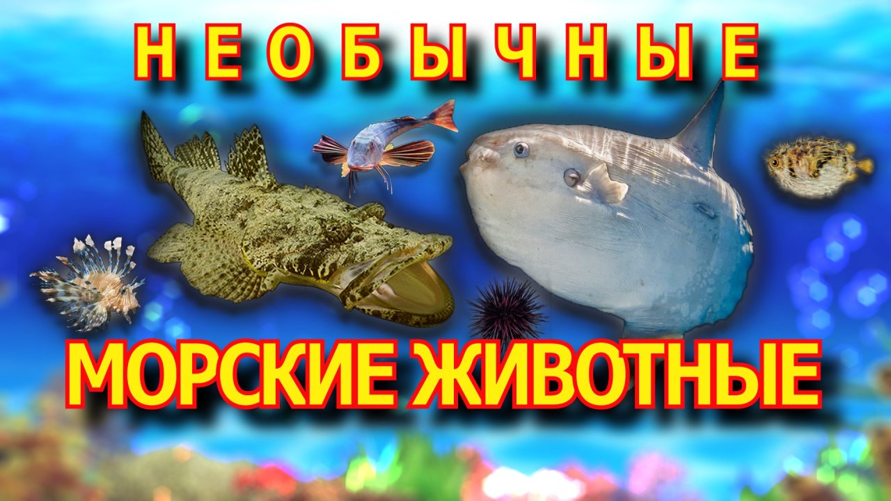 НЕОБЫЧНЫЕ морские животные.? МОРСКИЕ ЖИВОТНЫЕ для детей.? Развивающие мультики