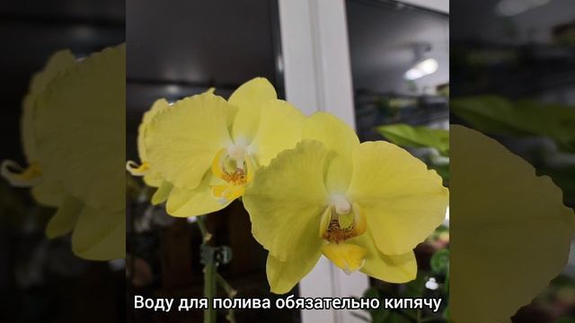 #ответы на #вопросы ? #ОРХИДЕИ ?Кратко #уход и #содержание ? #полив #грунт #температура #shorts