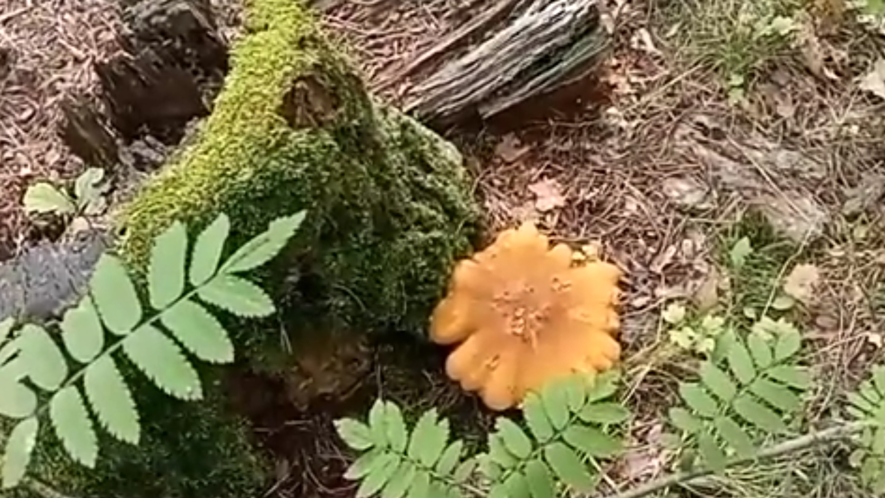 Энергетика сосны и ели