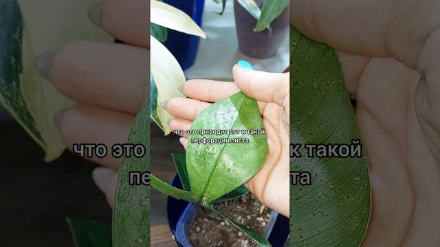 Дырочки в листьях🍀Паниковать?🍀Ответы на вопросы #филодендрон Меджик Маск #цветы #растения #shorts