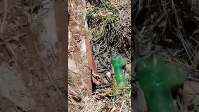 Змеиная куча-мала. Земля  пошла ходуном от кучи рептилий!