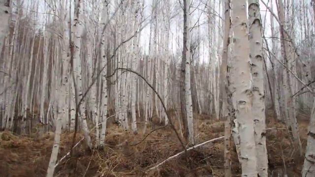 Ориентирование в тайге, изгиб стволов в березовом лесу