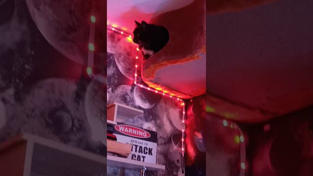 Кот в домике, под потолком!🐱🤣😼