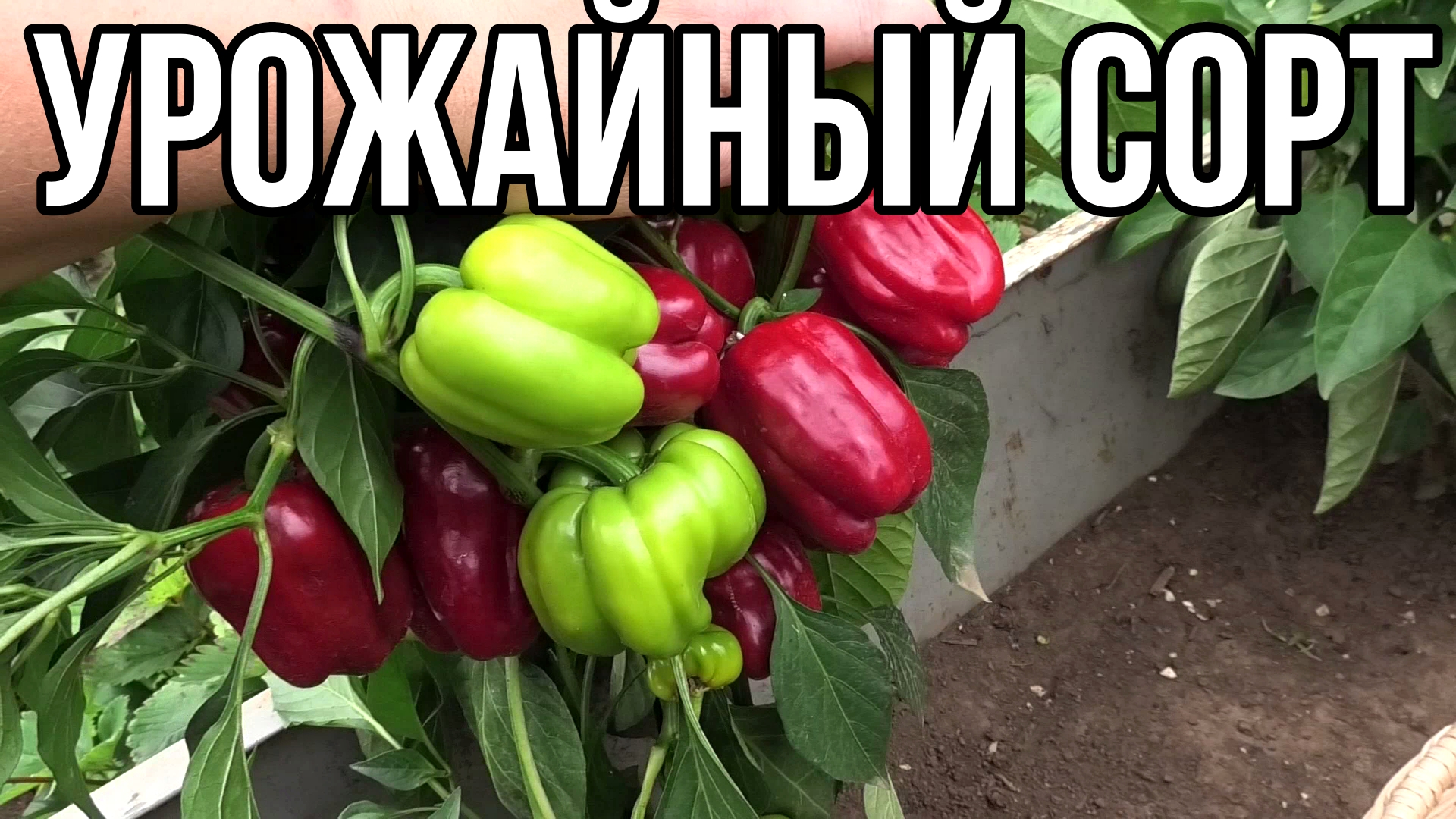 Перец Долма турецкая с хорошей урожайностью.