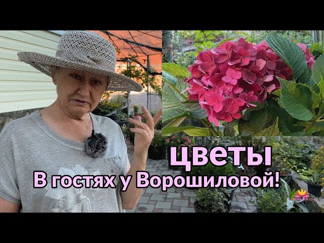 В гостях у Ворошиловой. Что цветет у Анны Борисовны? / Сад Ворошиловой