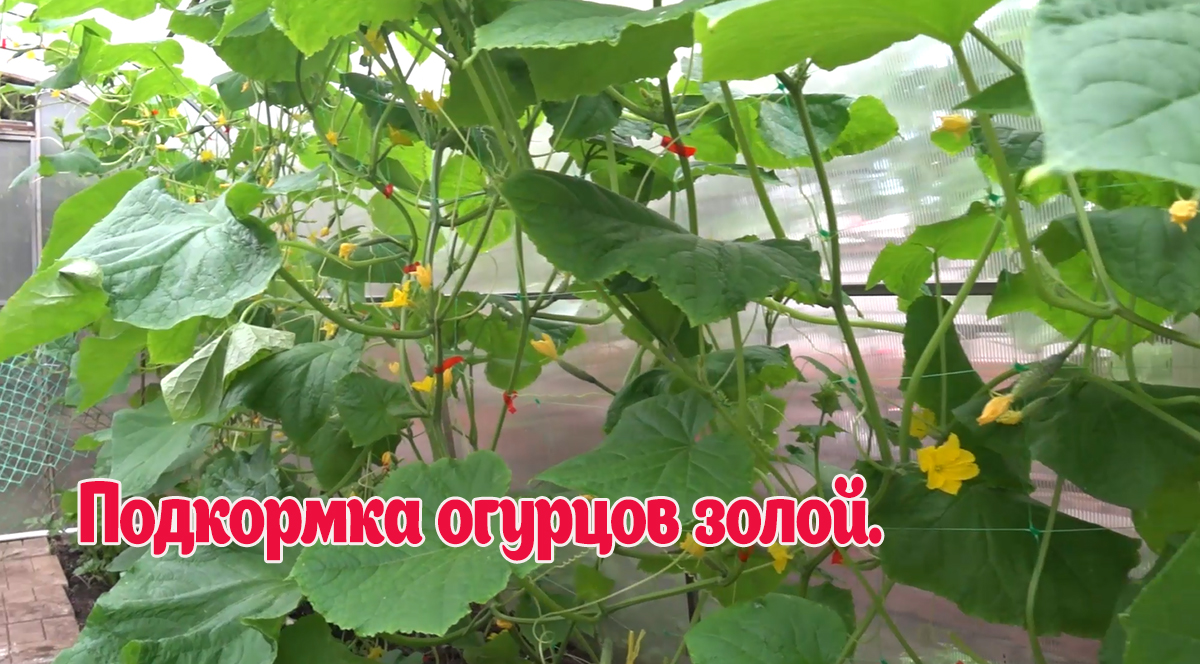 Подкормка золой. Дайте это в ИЮНЕ Огурцам, Томатам, Перцу и они сразу обильно заплодоносят !