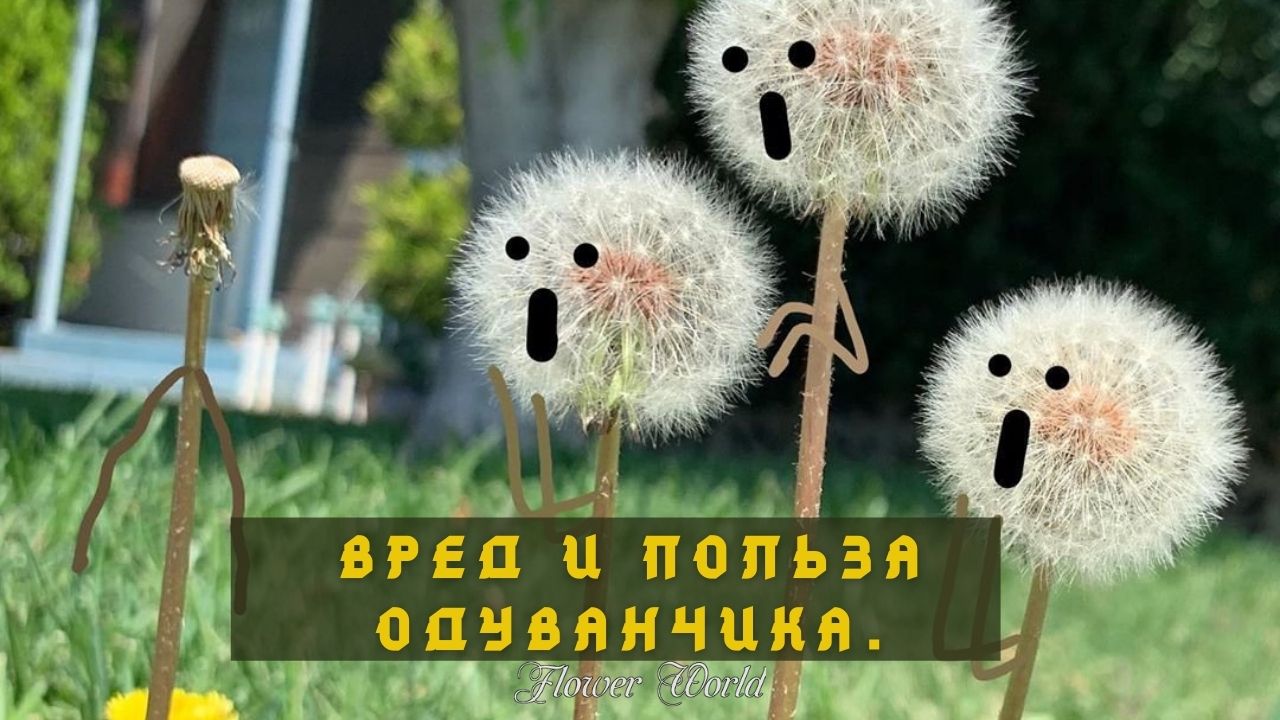 Вред и польза одуванчика.
