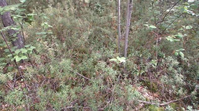 Как выглядит багульник в тайге