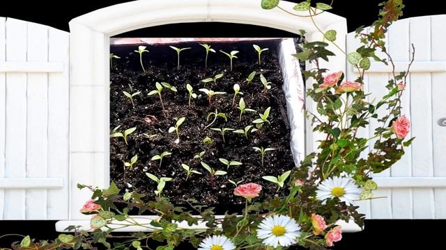 ВЕРБЕНА,ТАБАК,ЦЕЛОЗИЯ после пикировки.mp4