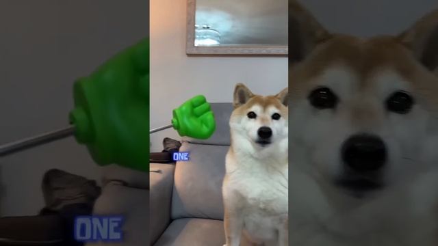 чипи чипи чапа чапа дуби дуби.