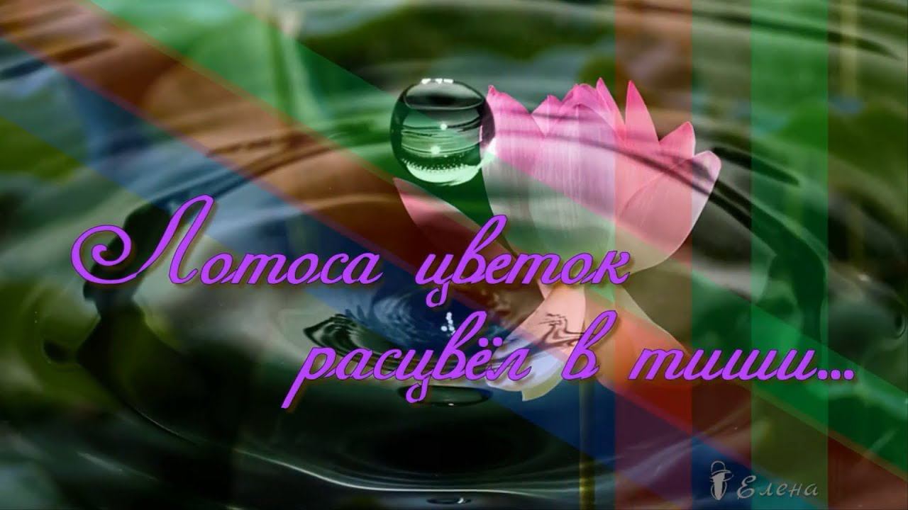 Лотоса цветок расцвёл в тиши  *