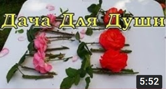 Как укоренить садовые РОЗЫ? Пошаговая ИНСТРУКЦИЯ???